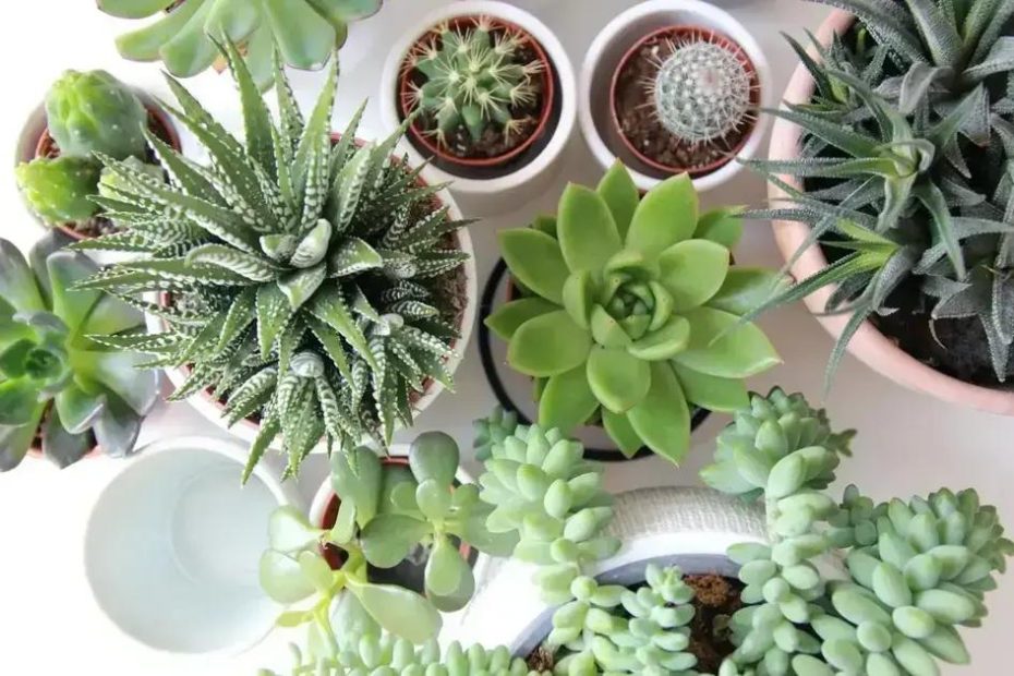 Cultivar Suculentas