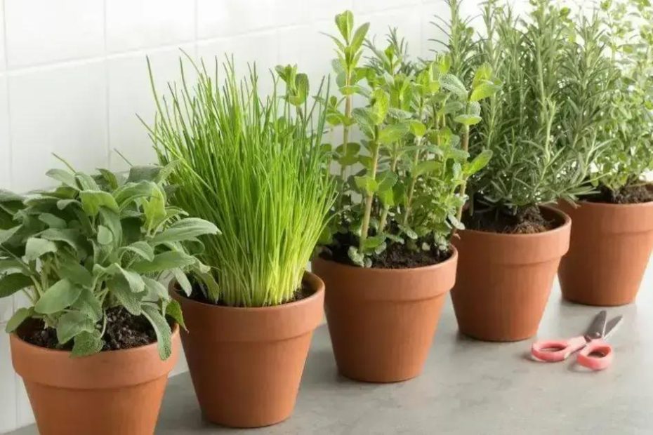 Cultivo de Temperos
