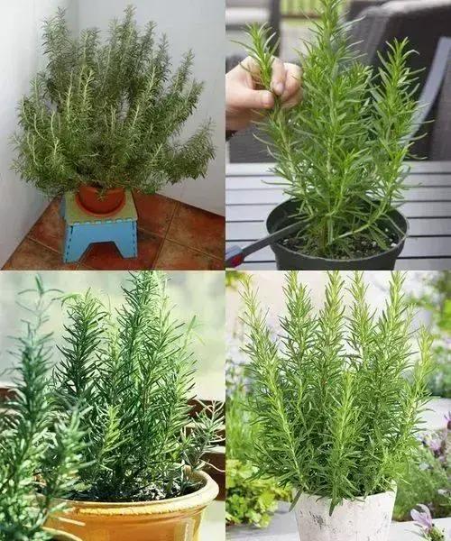 Plantar Alecrim