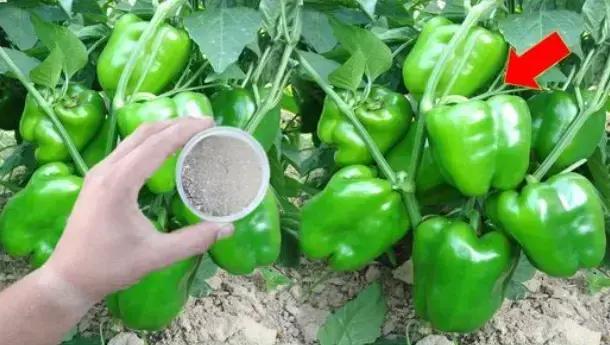 Cultivo de Pimentão