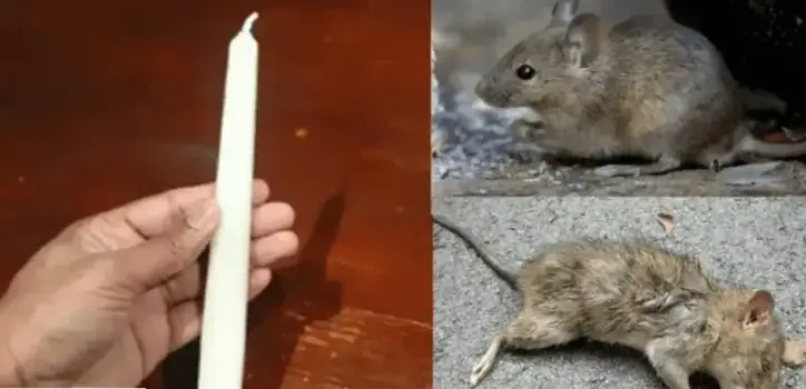 Espantar ratos