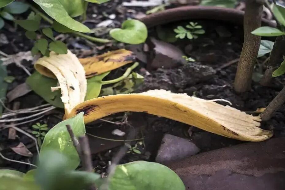 5 Benefícios Surpreendentes das Cascas de Banana para o Jardim