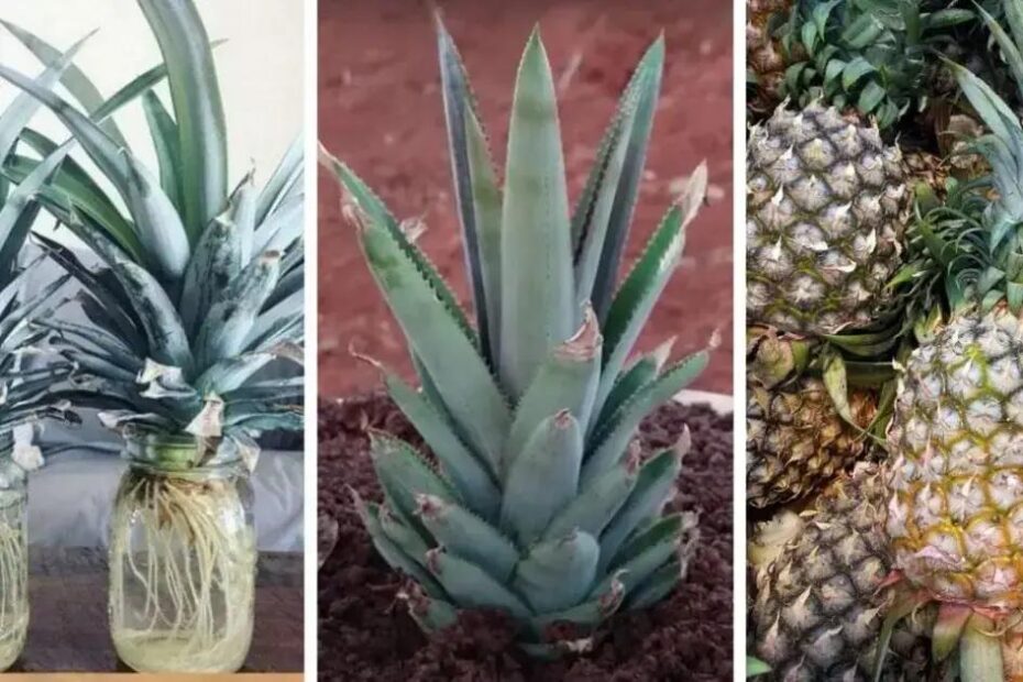 Como Cultivar Abacaxi em Vaso a Partir de Sobras